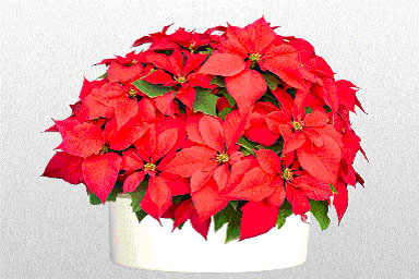 Euphorbia Pulcherrima